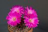 <em>Echinopsis backebergii</em>